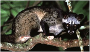 Common_Palm_Civet