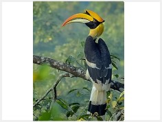 Great_hornbill