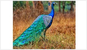 Peafowl