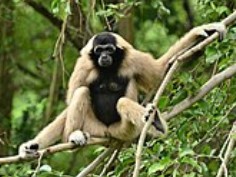 Pileated gibbons