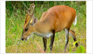 Red_Muntjac