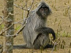 Silvered langurs