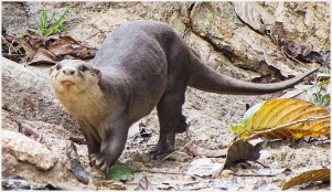 Smooth-coated otter