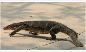 Asian_water_monitor